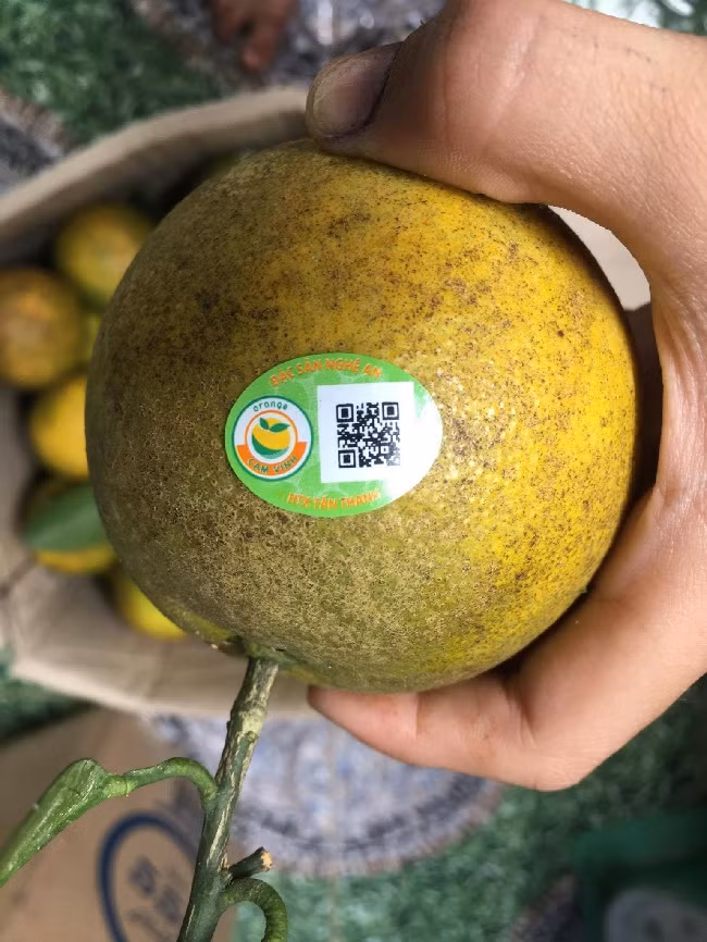 “Giống cam Vinh được dán tem truy xuất nguồn gốc”