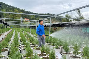 Anh Hoàng Ngọc Vũ áp dụng công nghệ để ươm giống hoàng đàn tuyết - một loại giống cây quý, có giá trị kinh tế cao.