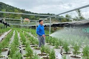 Anh Hoàng Ngọc Vũ áp dụng công nghệ để ươm giống hoàng đàn tuyết - một loại giống cây quý, có giá trị kinh tế cao.