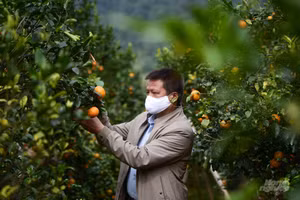 Vườn cam hữu cơ chín vàng ở HTX Organic Hopefarm, xã Mỹ Hòa, huyện Tân Lạc, tỉnh Hòa Bình. Ảnh BTC.