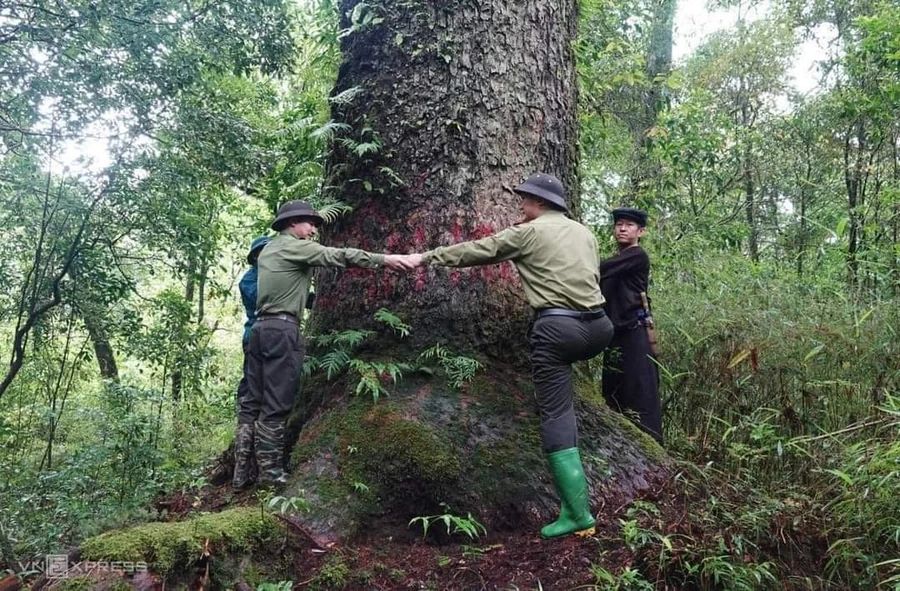 Thân cây có đường kính lớn.