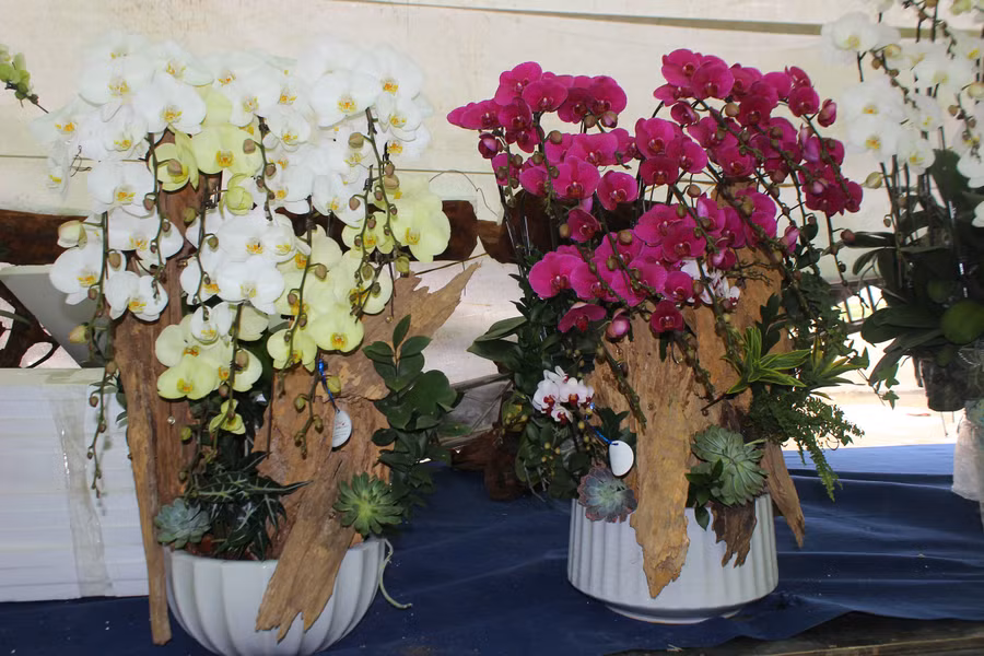 Lan nghệ thuật “ôm” gỗ lũa có giá từ bình dân đến cao cấp tại thị trường hoa Tết 2026.