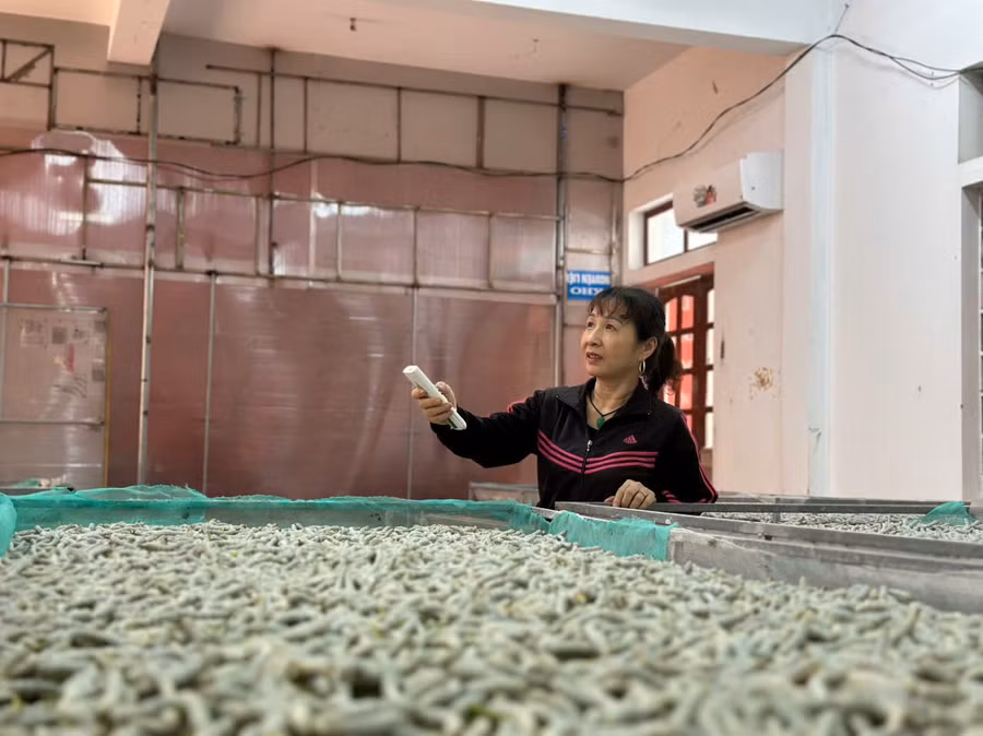 Mô hình nuôi tằm phòng lạnh tại xã Sơn Giang (Hà Tĩnh).