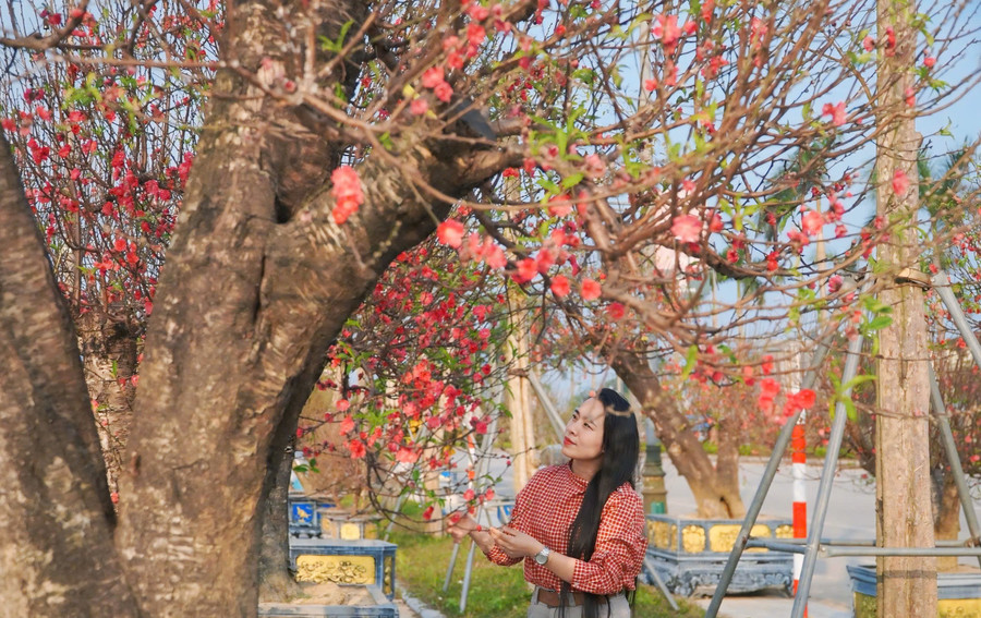 Nhiều loại đào độc đáo và cây cảnh đã được bày bán tại thị trường Tết Hà Tĩnh.