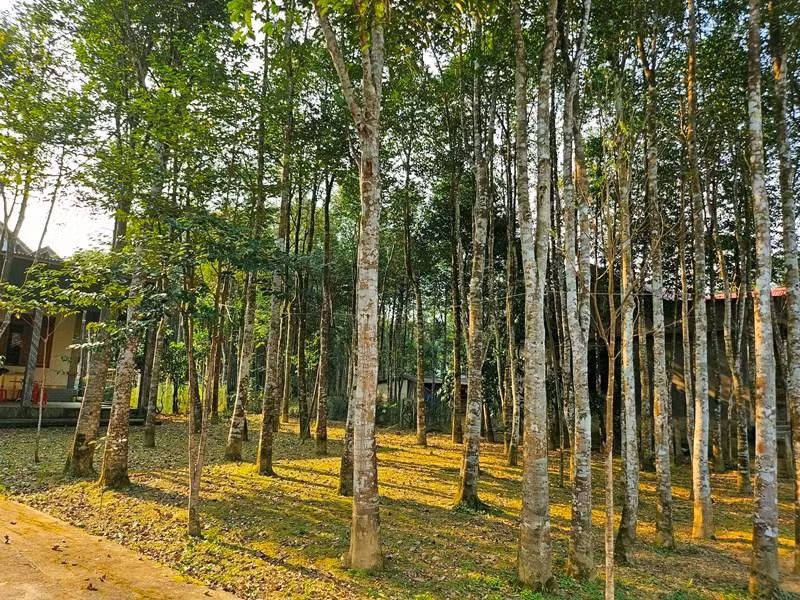 "Thủ phủ" dó trầm tại huyện miền núi Hương Khê, Hà Tĩnh.