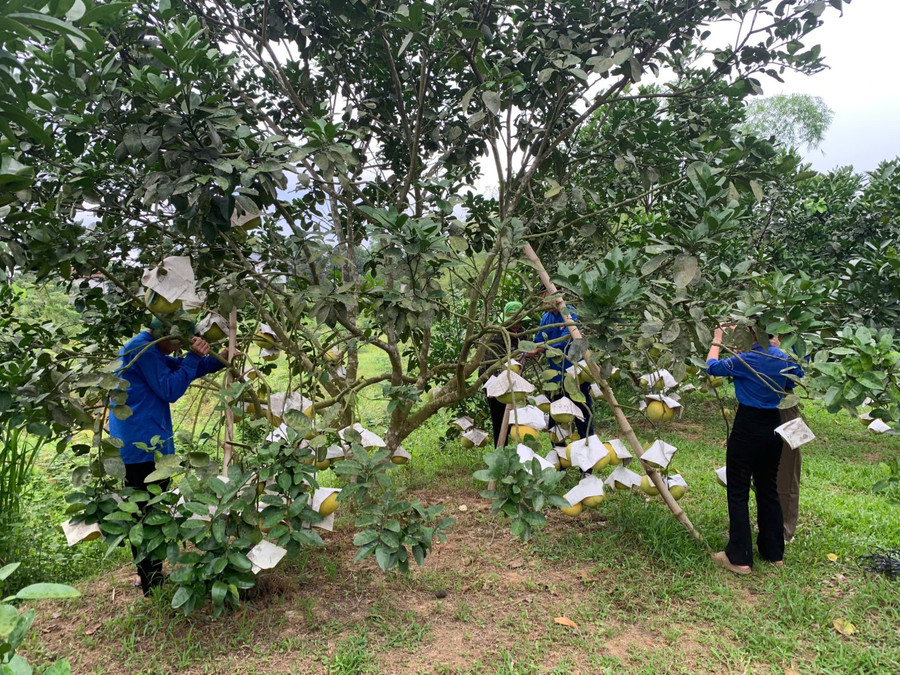 Các vườn bưởi Phúc Trạch đang trong giai đoạn thu hoạch được chằng chống tránh hư gãy do bão. img-8141.jpg