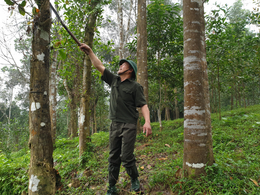 Huyện Hương Sơn hiện có khoảng 23.900ha rừng được cấp chứng chỉ FSC. 20200310_111735 (1).jpg