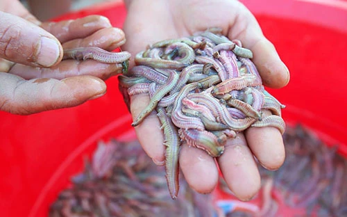 Sinh sản hữu tính - điểm độc đáo của loài rươi