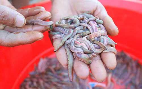 Sinh sản hữu tính - điểm độc đáo của loài rươi