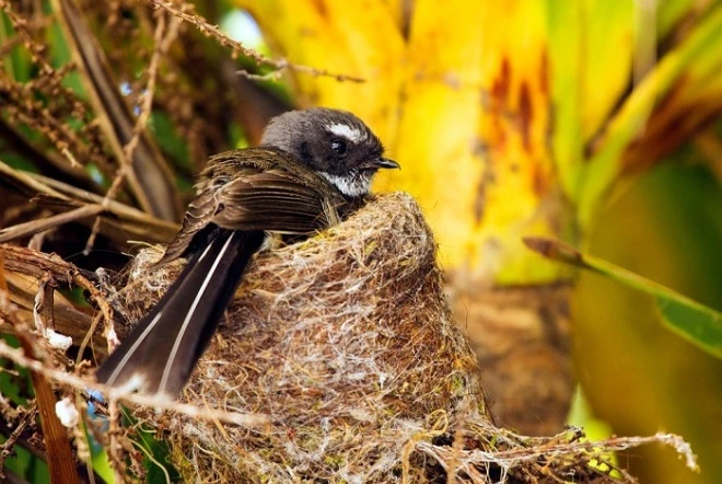 Các loài động vật quý hiếm ở New Zealand