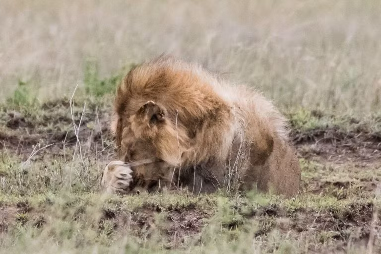 /Uploaded/cuong/2018_01_19/2catersliontoldofflioness3768x512_ISIE.jpg