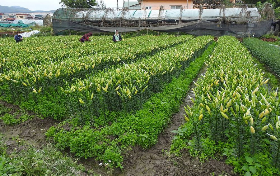 Chỉ còn ít ngày nữa là Tết Nguyên đán, người dân làng hoa Đồng Chè, phường Hoành Bồ, TP Hạ Long (Quảng Ninh) đang tất bật chăm sóc cũng như thu hoạch diện tích hoa của gia đình để phục vụ thị trường. Chỉ còn ít ngày nữa là Tết Nguyên đán, người dân làng hoa Đồng Chè, phường Hoành Bồ, TP Hạ Long (Quảng Ninh) đang tất bật chăm sóc cũng như thu hoạch diện tích hoa của gia đình để phục vụ thị trường.