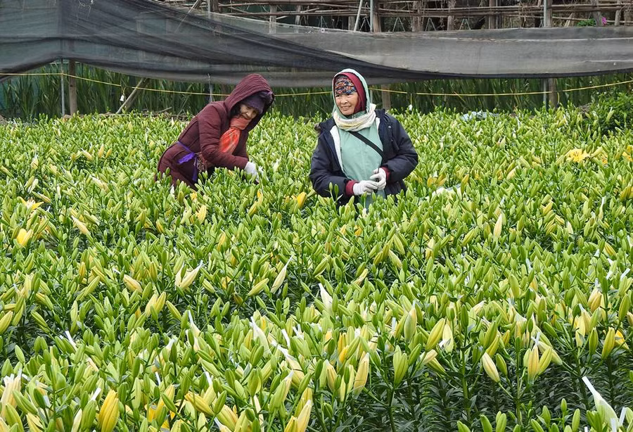 Nhiều hộ dân trồng hoa ly phấn khởi vì hoa nở đúng dịp Tết. Mỗi cây hoa ly vàng được bán với giá 30 nghìn đồng.