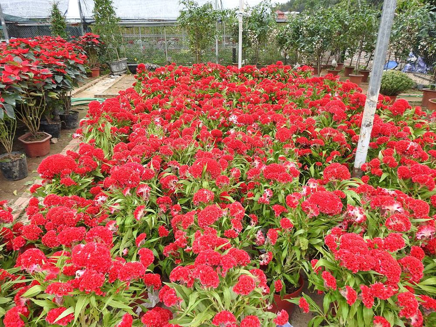 Chị Lan, người dân trồng hoa ở Đồng Chè cho rằng, giá hoa không có nhiều biến động so với năm ngoái, nhưng tiêu thụ chậm hơn. Chị Lan, người dân trồng hoa ở Đồng Chè cho rằng, giá hoa không có nhiều biến động so với năm ngoái, nhưng tiêu thụ chậm hơn.