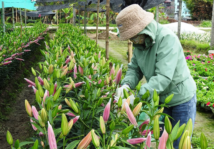 Hoa ly hồng có mùi hương quyến rũ được bán với giá 50 nghìn đồng/cây. Hoa ly hồng có mùi hương quyến rũ được bán với giá 50 nghìn đồng/cây.