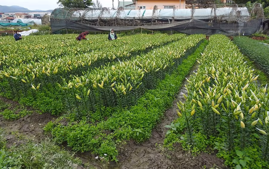 Chỉ còn ít ngày nữa là Tết Nguyên đán, người dân làng hoa Đồng Chè, phường Hoành Bồ, TP Hạ Long (Quảng Ninh) đang tất bật chăm sóc cũng như thu hoạch diện tích hoa của gia đình để phục vụ thị trường.