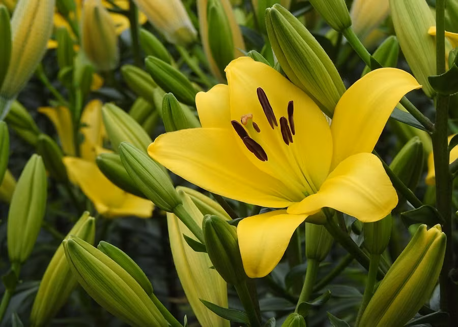 Những bông hoa ly vàng đang bắt đầu nở rộ.