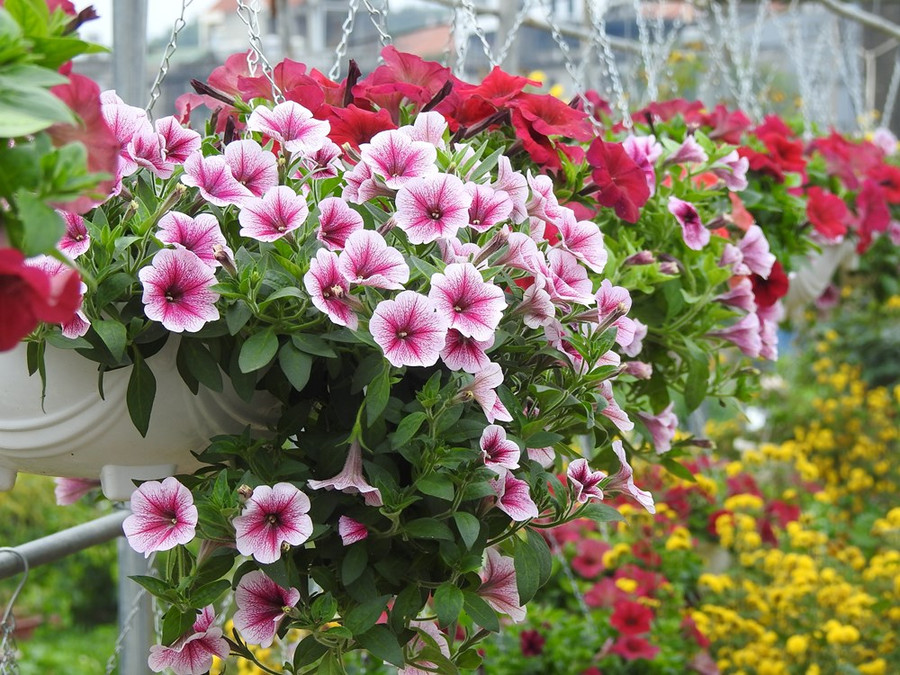 Năm nay thời tiết diễn biến thất thường, nhưng nhờ áp dụng đúng kỹ thuật nên sản lượng và chất lượng hoa ở đây luôn đảm bảo. Năm nay thời tiết diễn biến thất thường, nhưng nhờ áp dụng đúng kỹ thuật nên sản lượng và chất lượng hoa ở đây luôn đảm bảo.