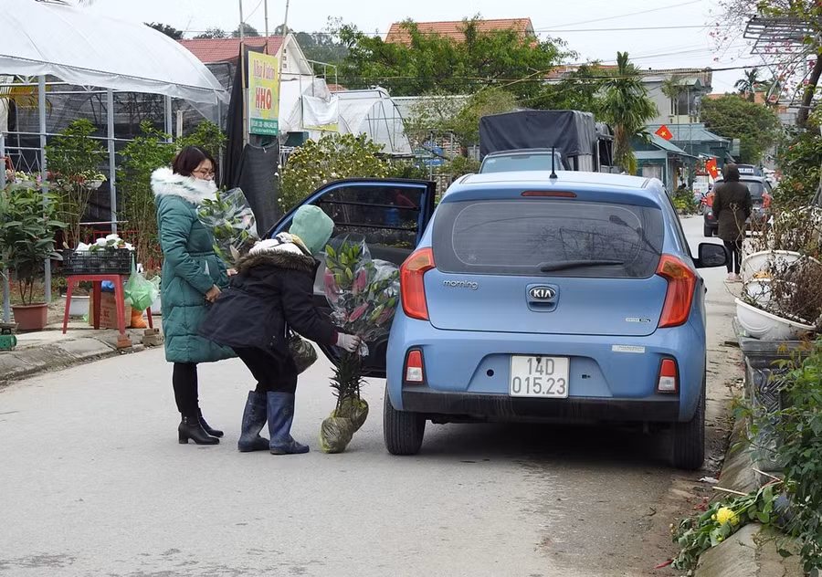 Hoa ly được nhà vườn bọc túi bóng nilon cận thận cho khách. Theo chính quyền địa phương, người dân phường Hoành Bồ chuyển đổi sang trồng hoa cách đây hơn 20 năm. Hiện nay trồng hoa cho thu nhập bình quân từ 250 đến 500 triệu đồng/hộ, mang lại hiệu quả kinh tế cao.