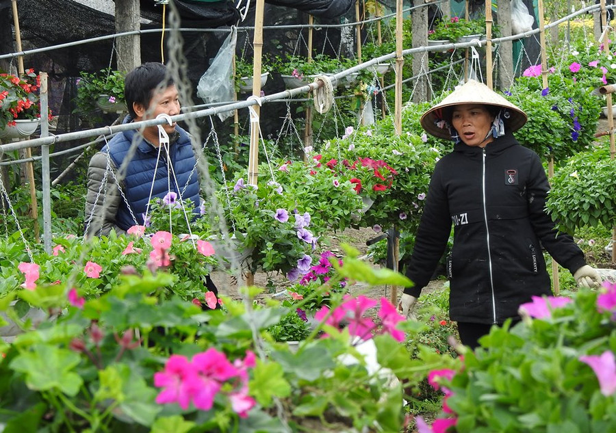 Phường Hoành Bồ có khoảng 100 hộ dân trồng hoa với tổng diện tích khoảng 8ha, chủ yếu tập trung ở làng hoa Đồng Chè. Đây được xem là làng hoa lớn nhất trên địa bàn TP Hạ Long. Phường Hoành Bồ có khoảng 100 hộ dân trồng hoa với tổng diện tích khoảng 8ha, chủ yếu tập trung ở làng hoa Đồng Chè. Đây được xem là làng hoa lớn nhất trên địa bàn TP Hạ Long.