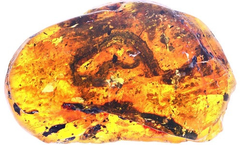 Xác rắn non và bộ da rắn lột trong khối hổ phách 99 triệu năm ở Myanmar. Xác rắn non và bộ da rắn lột trong khối hổ phách 99 triệu năm ở Myanmar. Ảnh: Ming Bai.