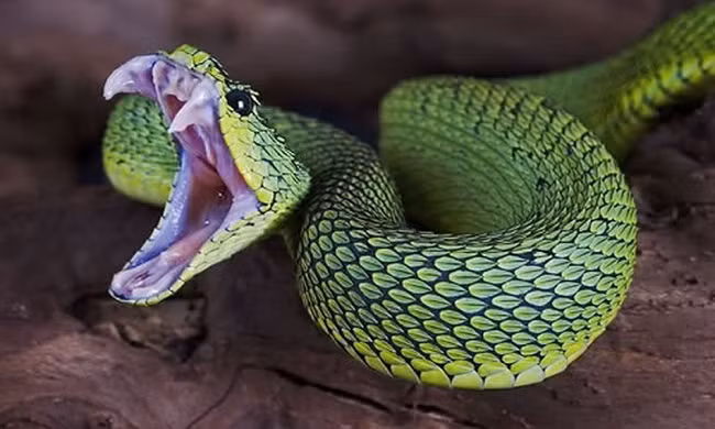 Những động vật gây chết người nhiều nhất thế giới