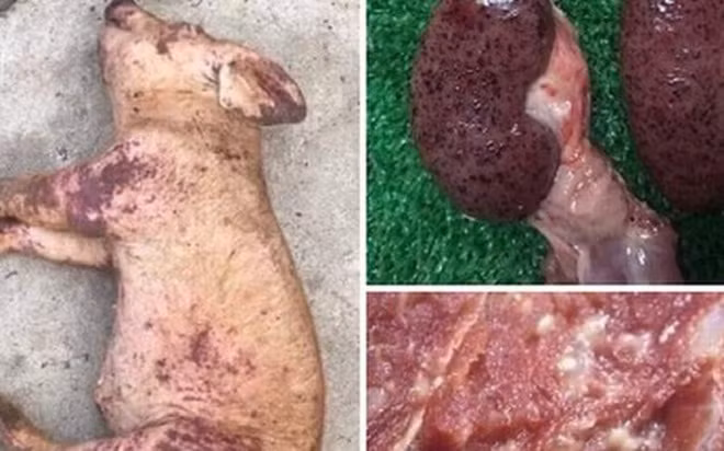 Hình ảnh thịt lợn bị dịch tả lợn châu Phi được tung lên mạng xã hội 