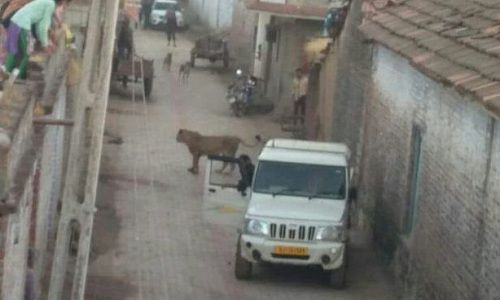 Sư tử xé xác bò khiến dân làng kinh hãi