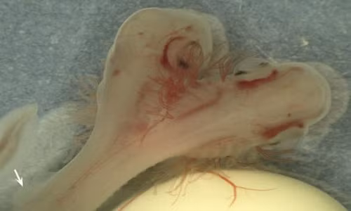  Phát hiện phôi cá mập hai đầu ở Tây Ban Nha