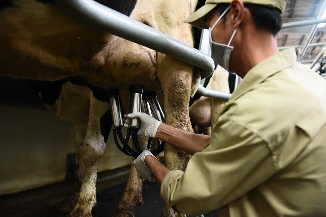Người nông dân cần hạn chế việc thay đổi nơi vắt sữa, người vắt sữa hay quy trình vắt sữa để tránh ảnh hưởng đến tâm lý của các “cô bò sữa”