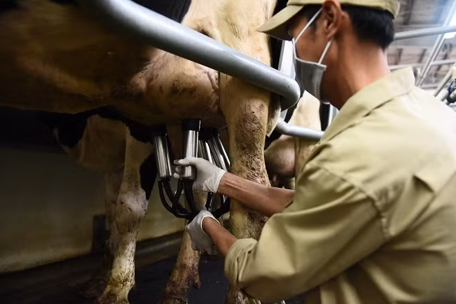 Người nông dân cần hạn chế việc thay đổi nơi vắt sữa, người vắt sữa hay quy trình vắt sữa để tránh ảnh hưởng đến tâm lý của các “cô bò sữa”