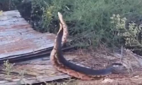 Hai con rắn hổ mang khác loài xoắn chặt lấy nhau nhằm thăm dò sức mạnh đối phương. 