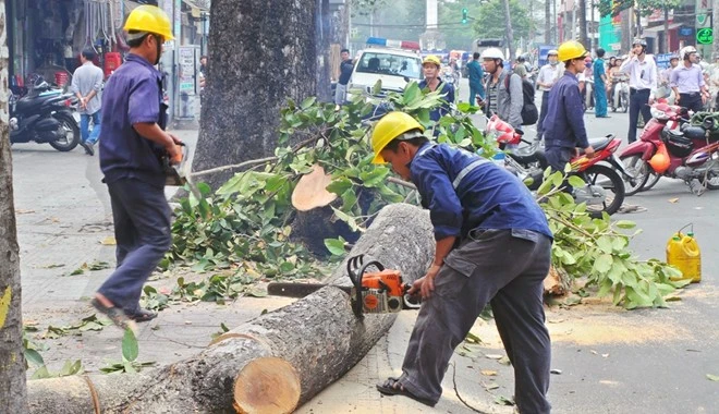 "Dừng chặt cây là quyết định đúng lúc"