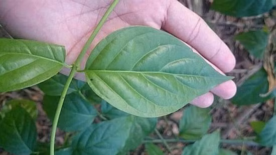 Cây lá ngón phân bố khá phổ biến ở miền rừng núi