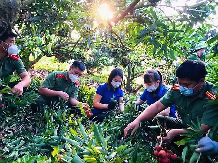 Cán bộ chiến sĩ tham gia thu hoạch vải cho nhân dân.