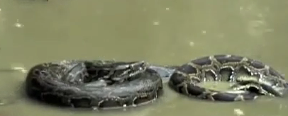  Trăn Miến Điện quyết chiến với “sát thủ đầm lầy“