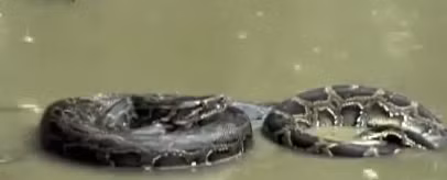  Trăn Miến Điện quyết chiến với “sát thủ đầm lầy“