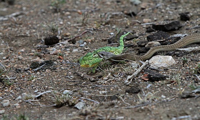Rắn boomslang kịch độc nuốt gọn tắc kè hoa 
