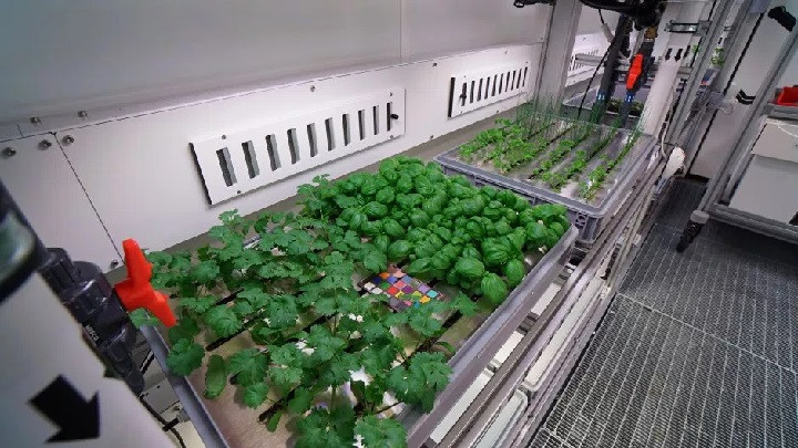 Đã có thể trồng rau tại Nam Cực mà không cần đất và ánh sáng mặt trời ảnh 8 Đã có thể trồng rau tại Nam Cực mà không cần đất và ánh sáng mặt trời ảnh 8