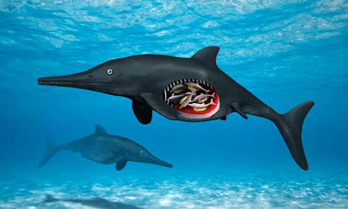 Thằn lằn cá sinh sống phổ biến dưới biển trong kỷ Jura. Ảnh:&nbsp;Nobumichi Tamura.