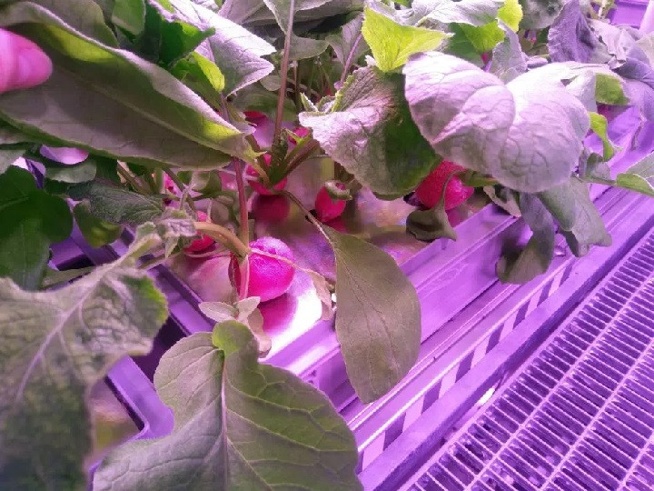 Đã có thể trồng rau tại Nam Cực mà không cần đất và ánh sáng mặt trời ảnh 3 Đã có thể trồng rau tại Nam Cực mà không cần đất và ánh sáng mặt trời ảnh 3