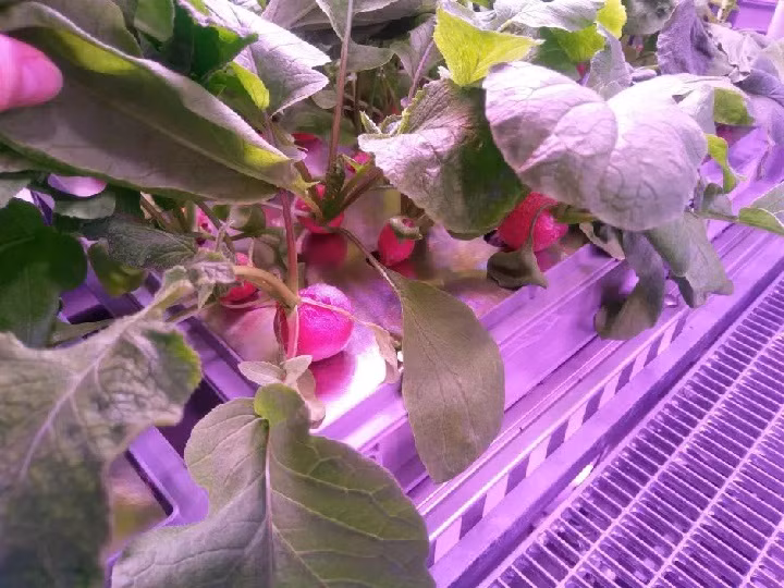 Đã có thể trồng rau tại Nam Cực mà không cần đất và ánh sáng mặt trời ảnh 3