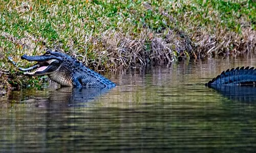  Cá sấu ăn thịt đồng loại trên mặt hồ Mỹ