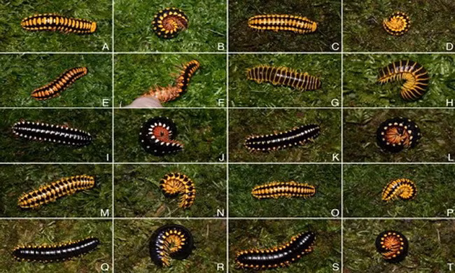 Loài vật có chất cực độc có thể đoạt mạng 18 con chim cùng lúc