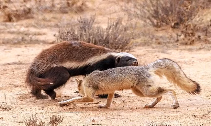 Mò vào hang cáo săn con non, lửng mật bị cắn túi bụi
