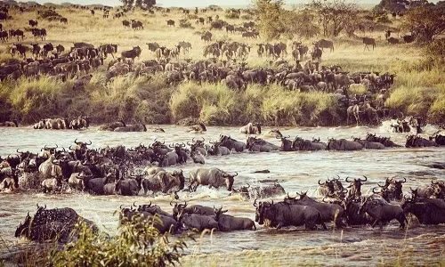 Tử thần rình rập đàn linh dương trong cuộc di cư lớn nhất năm