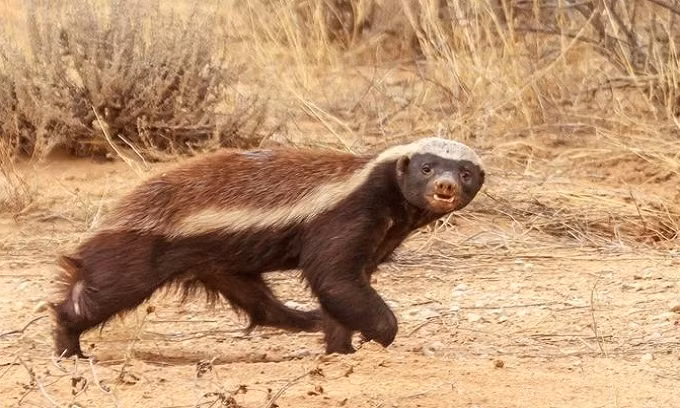 Mò vào hang cáo săn con non, lửng mật bị cắn túi bụi