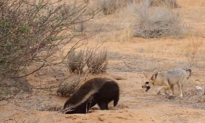 Mò vào hang cáo săn con non, lửng mật bị cắn túi bụi