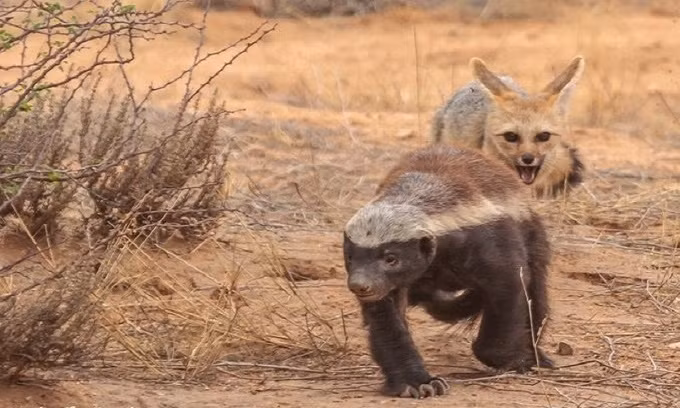 Mò vào hang cáo săn con non, lửng mật bị cắn túi bụi