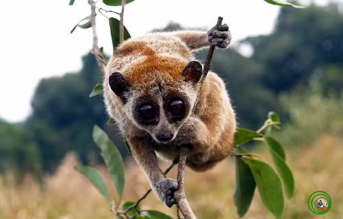 Cu li - loài thú vẻ ngoài hiền lành nhưng có độc